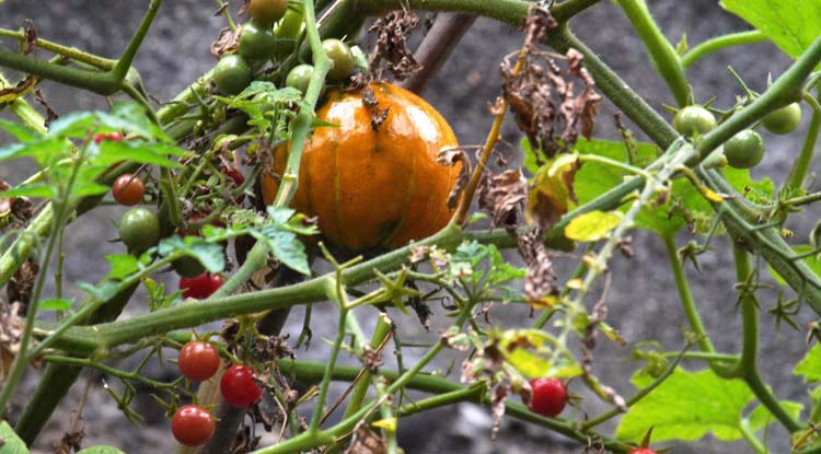Kürbis und Tomate - gern gesehene Fremde der Gartenkultur ...